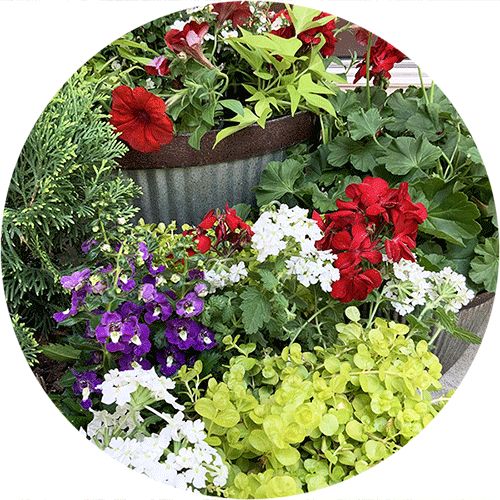 A collection of red, white and purple flowers and other green annual plants.